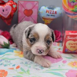Gummy Bear - Blue merle female Australian Shepherd puppy in Riverside, California from Aus Cal (Aussies of soCal)
