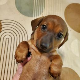 Peaches - Red female Dachshund puppy in Tucson, Arizona from Luna May's daschunds
