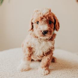 Blue Boy - Apricot male Cavapoo puppy in Mckinney, Texas from Doodles of North Tx