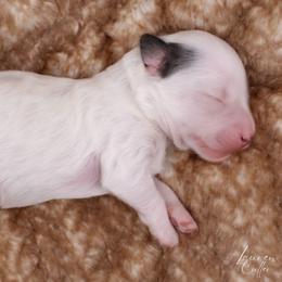 Nerd - White male Havapoo puppy in Hendersonville, North Carolina from Grayfinn House