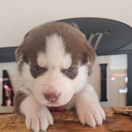 Maya - Brown and white female Siberian Husky puppy in Springfield, Massachusetts from 16acreshuskies