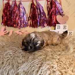 Smaller solid female - Gold female Shih Tzu puppy in Hibbing, Minnesota from Iron Range Shih Tzu and Puppies