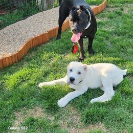 Central Asian Shepherd Dog Puppies from Guardian Dog