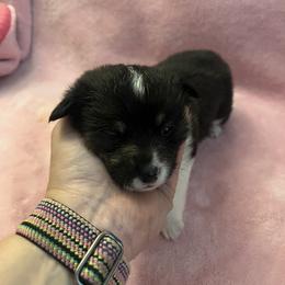 Pembroke Welsh Corgi Puppies from Simply loved corgis