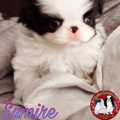 Japanese Chin Puppies from Mystike Japanese Chin