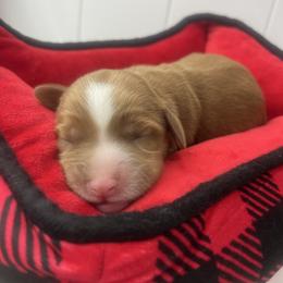 Macchiato - Apricot male Australian Labradoodle puppy in Orange, California from Little Kingdom Doodles