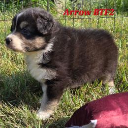 Black tri Female  2 - Black tri-color female Australian Shepherd puppy in Browerville, Minnesota from Rustic River Ranch Aussies