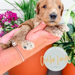 Everest - Apricot male Goldendoodle puppy in Jacksonville, Florida from First Coast Goldendoodles
