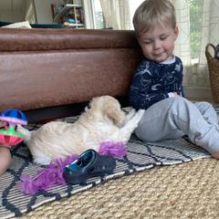 Double Doodle Puppies from Riverside Doodles in Seattle