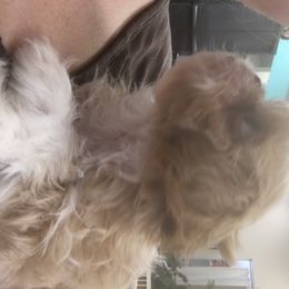 Shih Tzu Puppies from Sugar Paws Heavenly Shih Tzu’s