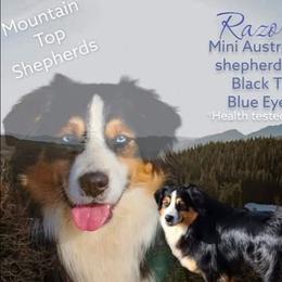 Razor - Miniature Australian Shepherd