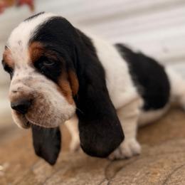 Mabel - Black white and brown female Basset Hound puppy in Conway, Missouri from Ozark Mountain Kennel