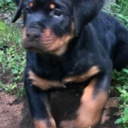 Rottweilers from Vom Ruhmhaus