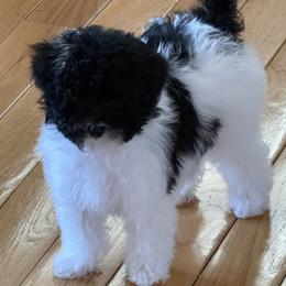 Amora - Poodle