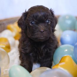 Tino - Liver male Shihpoo puppy in Nickelsville, Virginia from The Teddybear Shihpoo