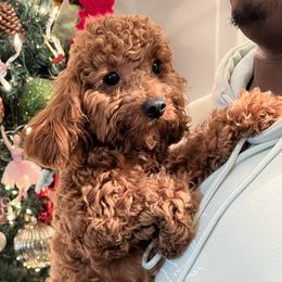 Milan - Goldendoodle