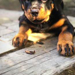 Rottweiler Puppies from Alpha Co. Rottweilers