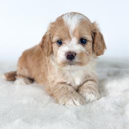 Willow - Cream female Cockapoo puppy in Pledger, Texas from Sugarbear Cockapoos