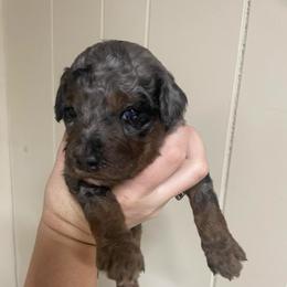Thunder - Merle male Goldendoodle puppy in Maineville, Ohio from Danielle's Doodles