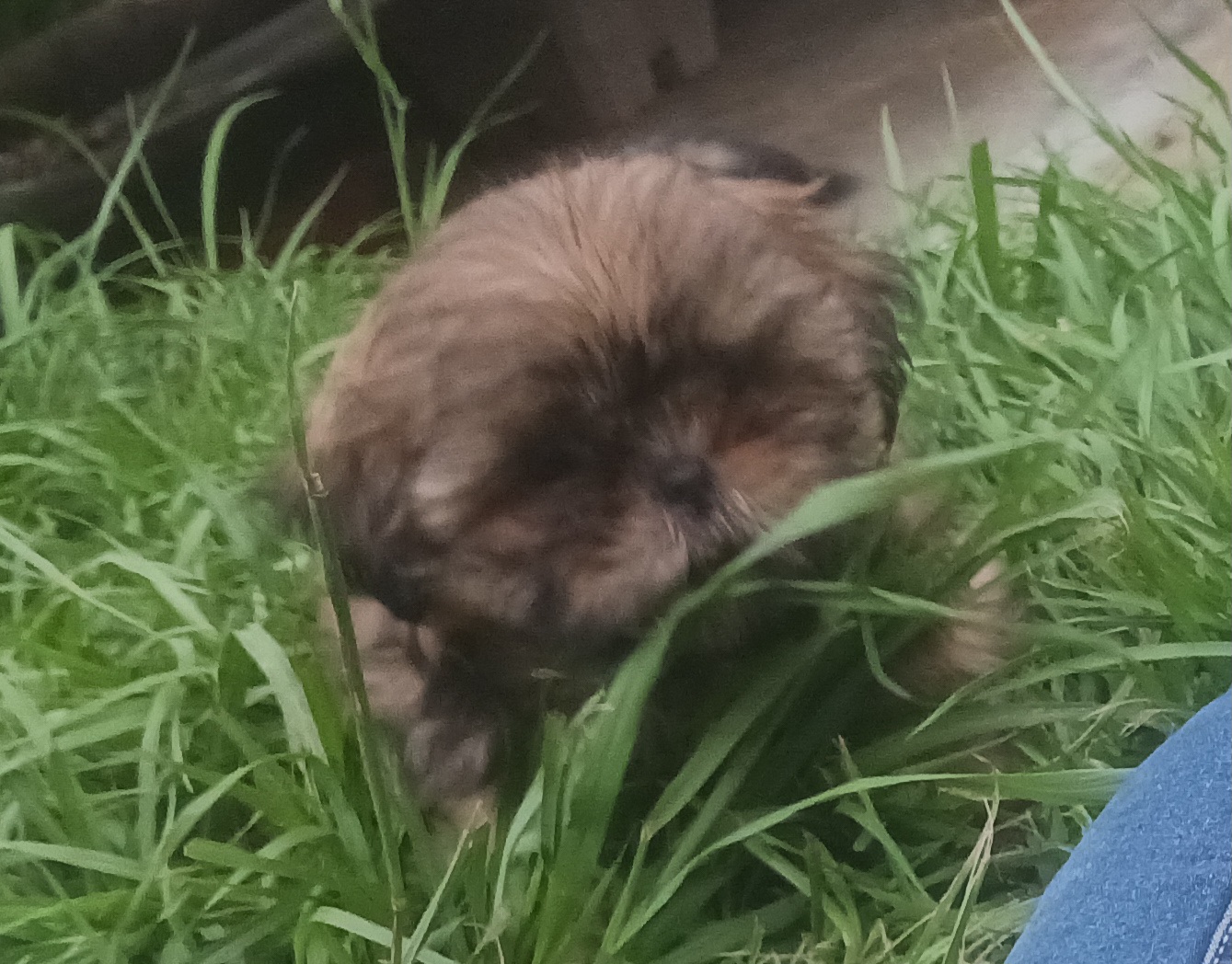 Shih Tzu Puppies from Peterson Shih Tzus
