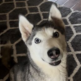Maya - Siberian Husky