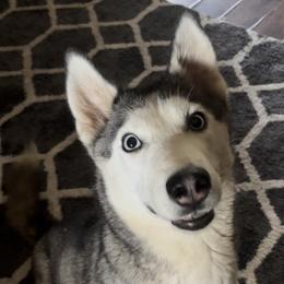 Maya - Siberian Husky