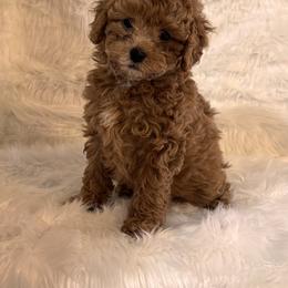 Clover - Red male Maltipoo puppy in Greenfield, Iowa from Sugar Plum Puppies