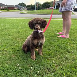 Poodle puppies from Flint River Poodles