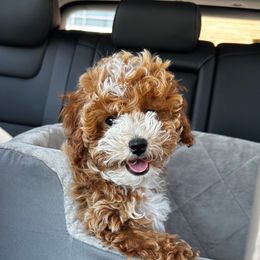 Lady - Goldendoodle