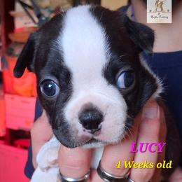 Lucy - Seal brindle and white female Boston Terrier puppy in Colorado Springs, Colorado from M&Bs Boston Terriers