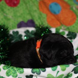 Labrador Retriever Puppies from Paradise Farm Gun Dogs