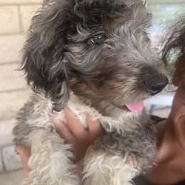 Aussiedoodle Puppies from Native Elegant Doodles