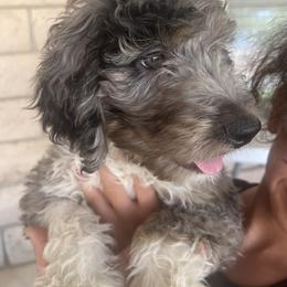 Aussiedoodle Puppies from Native Elegant Doodles