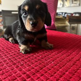 Diva - Black and tan female Dachshund puppy in Hutto, Texas from R.G. Dachshunds