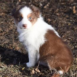 Virginia - Red tri-color female Australian Shepherd puppy in Easton, Missouri from MMA Kennel