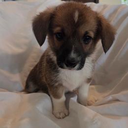Ruby - Red female Pembroke Welsh Corgi puppy in Madera, California from RRR Corgis