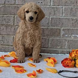 Gray - Apricot male Poodle puppy in Diamond, Missouri from Evening Stars Poodles