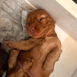 Boy - Red male Dachshund puppy in Massies Mill, Virginia from Pigeon Hill Dachshunds