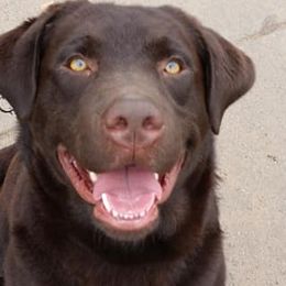 French Bulldogs and Labrador Retrievers from Beachn Ranch