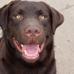 French Bulldogs and Labrador Retrievers from Beachn Ranch
