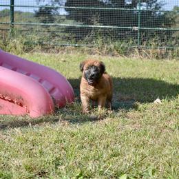 Hickory - Wheaten male Soft Coated Wheaten Terrier puppy in Kirksville, Missouri from Ironwood Ridge Kennels