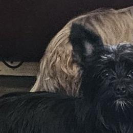 Yorkshire Terriers from Dyer's Beauties