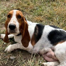 Maisie - Basset Hound