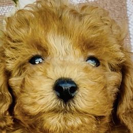 Poodles from Savannah Unger