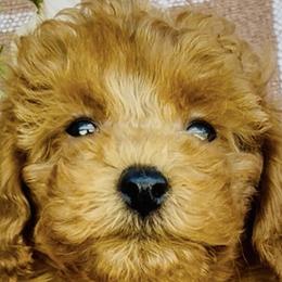 Poodles from Savannah Unger