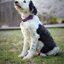 Saint Berdoodle and Sheepadoodle All Grown Up from Heart of Dixie Doodles