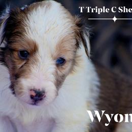 Wyonna- Silver collar - Sable merle and white female Shetland Sheepdog puppy in Gladbrook, Iowa from T Triple C Shelties