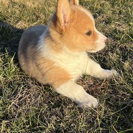 Prancer - White and red male Pembroke Welsh Corgi puppy in Rolla, Missouri from Chapman Corgis