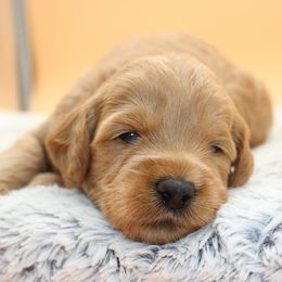 Wally the Great - Gold male Australian Cobberdog puppy in Bellingham, Minnesota from Whispering Prairie Australian Cobberdog
