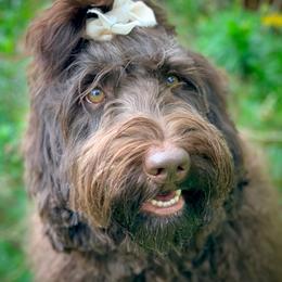 Lena - Australian Labradoodle
